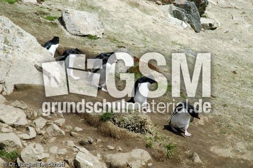 Felsenpinguine (17 von 40).jpg